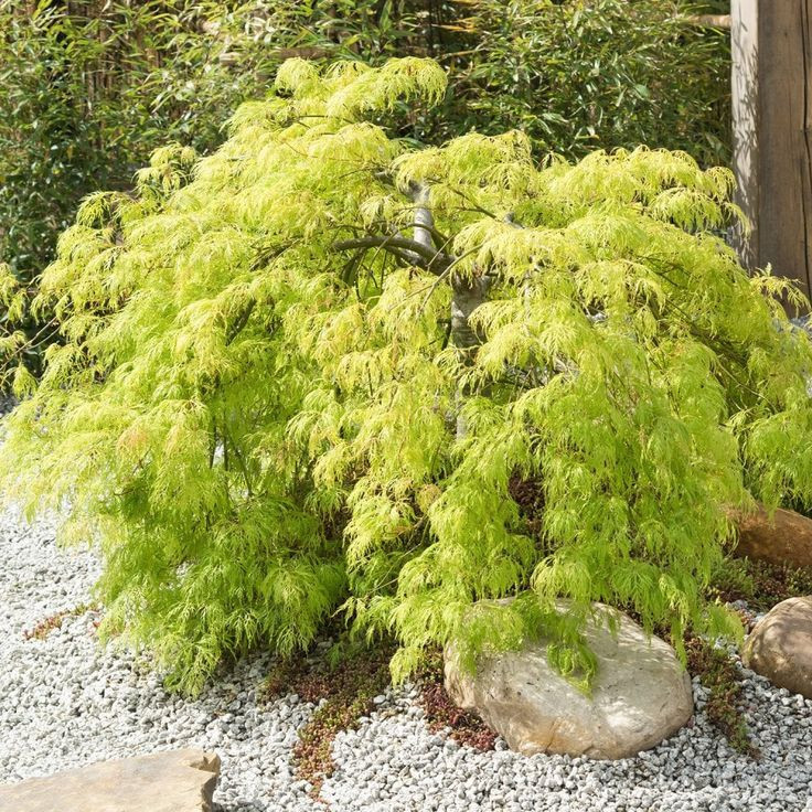 Acer palmatum Dissectum Garnet 60-80cm – Arțar Japonez Pletos cu Frunziș Verde Tomana Devine Galben-Prtocaliu Spectaculos 🍁✨