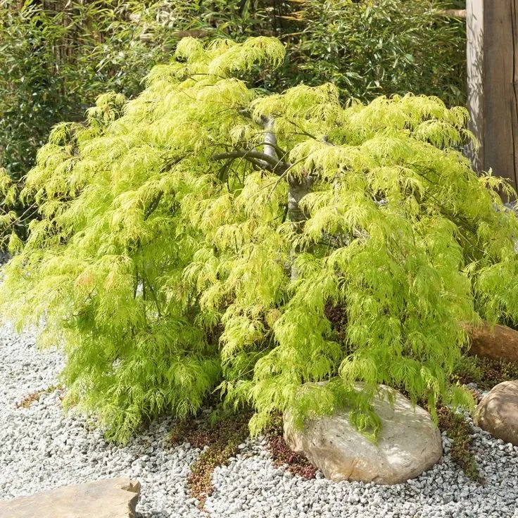 Acer palmatum Dissectum Garnet 60-80cm – Arțar Japonez Pletos cu Frunziș Verde Tomana Devine Galben-Prtocaliu Spectaculos 🍁✨
