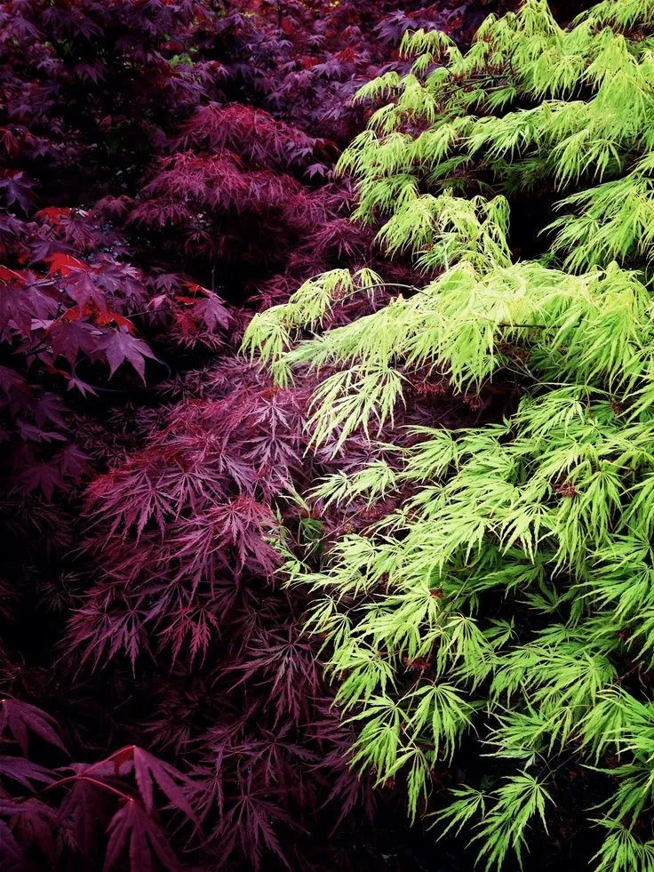 Acer palmatum Dissectum Garnet 60-80cm – Arțar Japonez Pletos cu Frunziș Verde Tomana Devine Galben-Prtocaliu Spectaculos 🍁✨