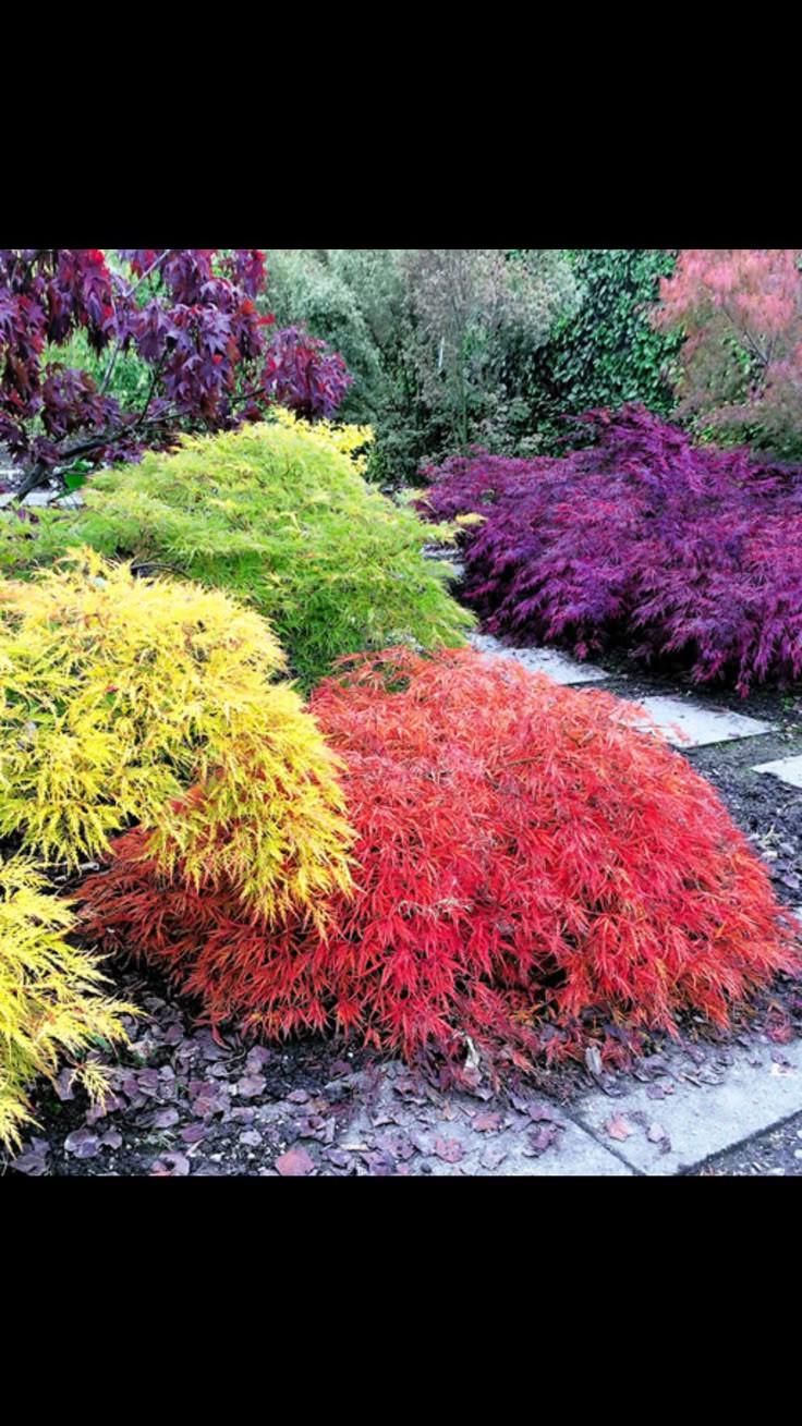Acer palmatum Dissectum Garnet 60-80cm – Arțar Japonez Pletos cu Frunziș Verde Tomana Devine Galben-Prtocaliu Spectaculos 🍁✨