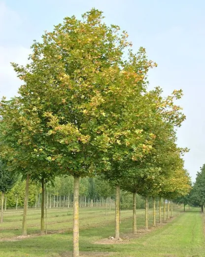 Acer campestre – Arțar de Câmp, Arbore Rezistent și Versatil pentru Grădini și Aliniamente Stradale 🌳✨