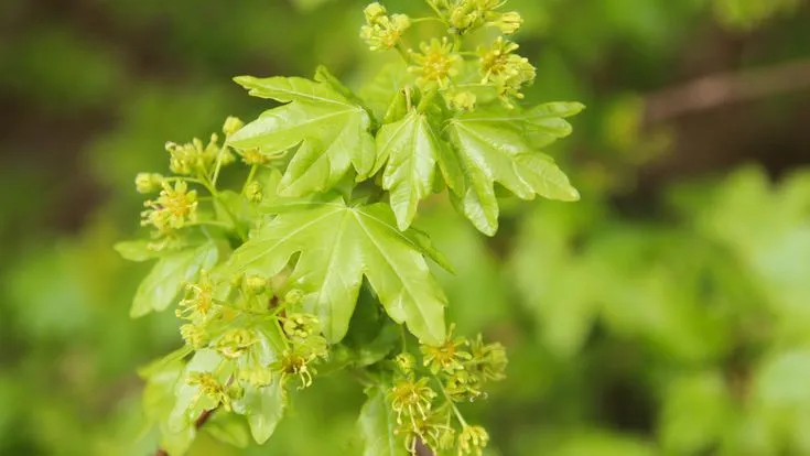 Acer campestre – Arțar de Câmp, Arbore Rezistent și Versatil pentru Grădini și Aliniamente Stradale 🌳✨