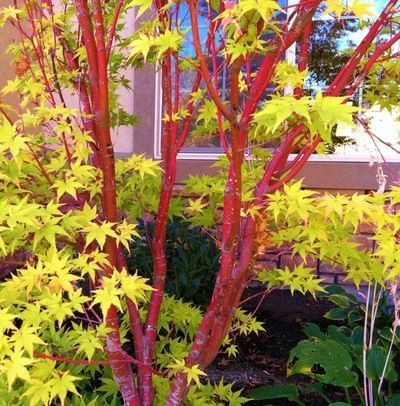 Acer palmatum Sango Kaku 1.7m – Arțar Japonez Coral cu Frunziș Care Din Verde Lamai Devine Auriu și Ramuri Roșii Vibrante 🍁🌿