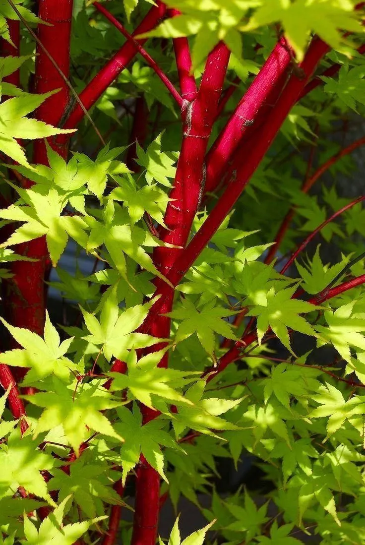 Acer palmatum Sango Kaku 1.7m – Arțar Japonez Coral cu Frunziș Care Din Verde Lamai Devine Auriu și Ramuri Roșii Vibrante 🍁🌿