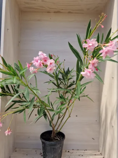 Leandru - Nerium Oleander Roz Pal 50-70 cm | Arbust Decorativ cu Flori Spectaculoase