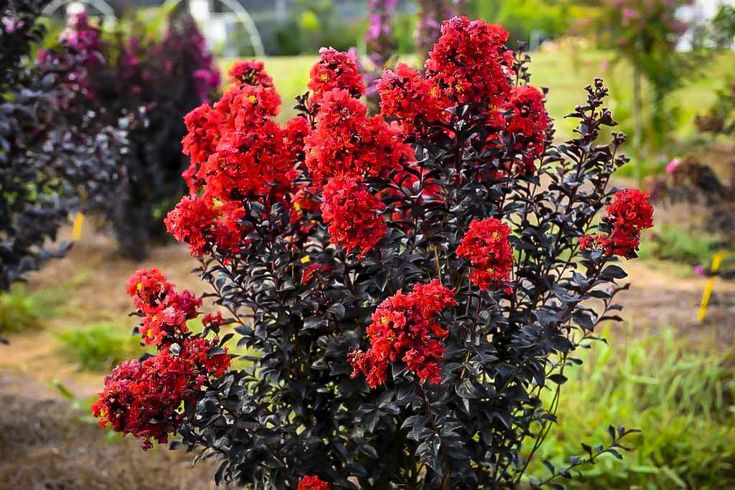 Lagerstroemia cu Frunze Roșii – Liliac Indian cu Culoare Vibrantă și Flori Abundente 🌸🍁