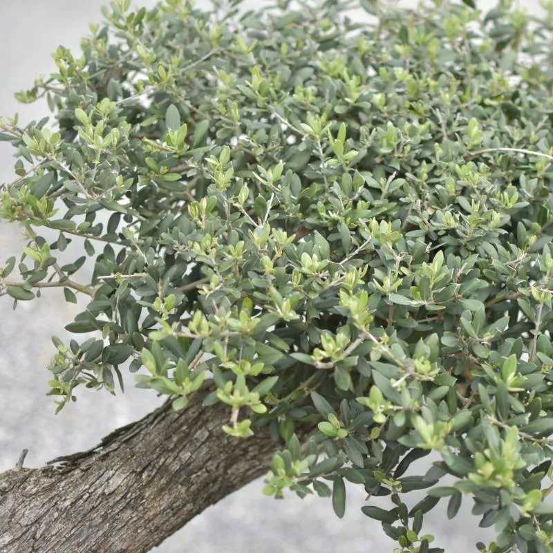 🌿 Măslin Secular European (Olea europaea) A Plus– Arbore Mediteranean Decorativ