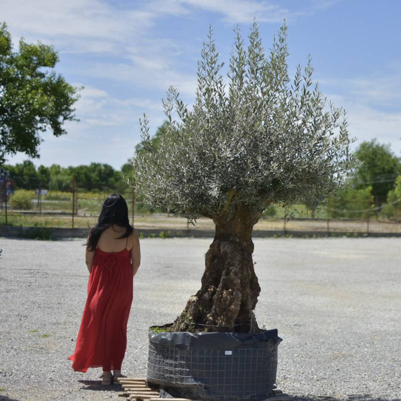 🌿 Măslin Secular European (Olea europaea) A Plus– Arbore Mediteranean Decorativ