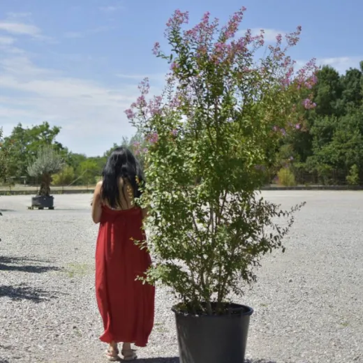 🌸 Lagerstroemia indica Mov 2m-2.3m– Liliac Indian cu Flori Elegante pentru Grădini și Terase de Lux