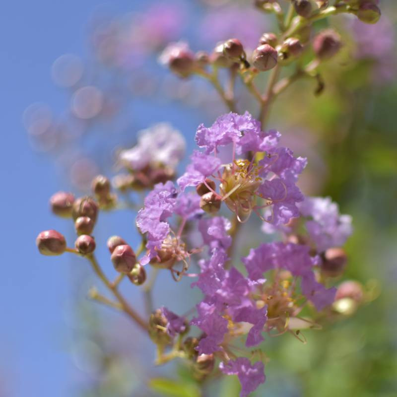 🌸 Lagerstroemia indica Mov 2m-2.3m– Liliac Indian cu Flori Elegante pentru Grădini și Terase de Lux