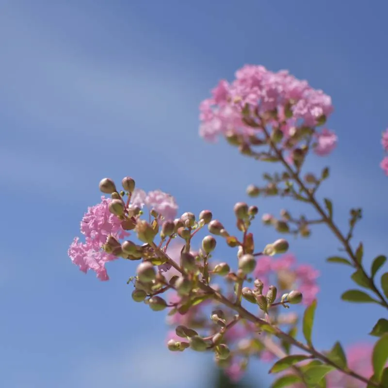 🌸 Lagerstroemia indica Roz 2.2m – Liliac Indian cu Flori Delicate pentru Grădini Elegante | www.plantmaster.ro