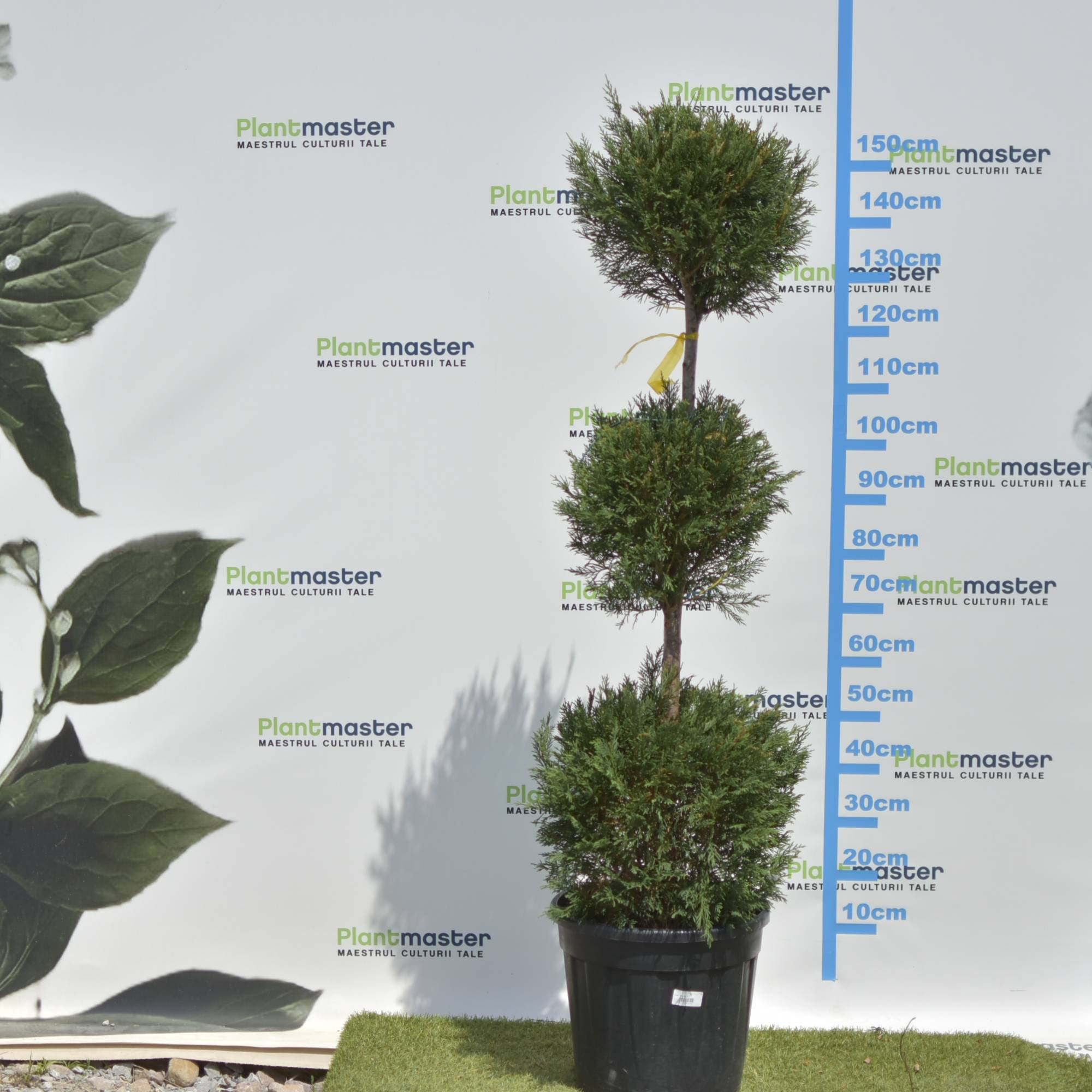 🌲 Bonsai Leylandii cu 3 Bile – Sculptură Verde pentru Grădini și Terase Premium