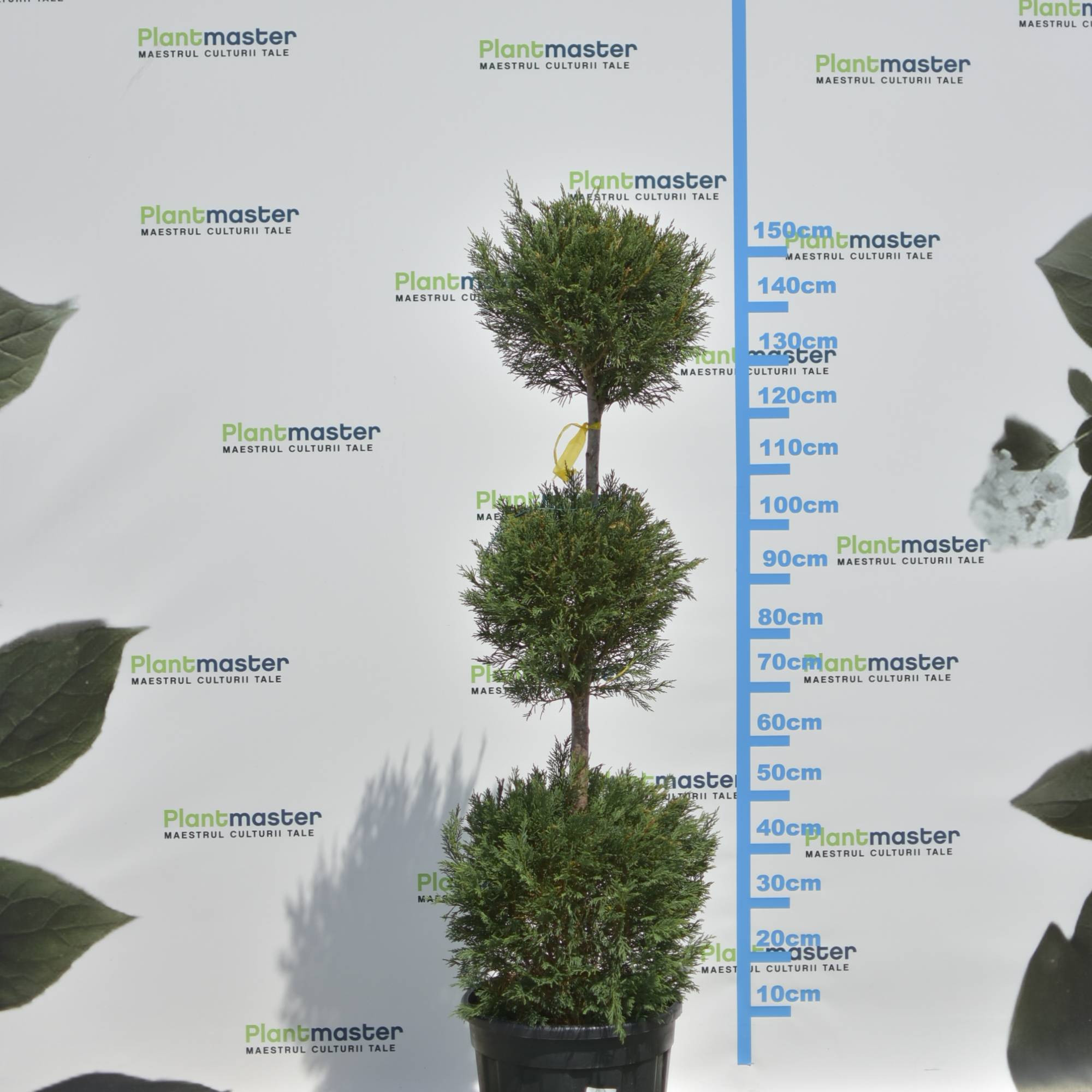 🌲 Bonsai Leylandii cu 3 Bile – Sculptură Verde pentru Grădini și Terase Premium