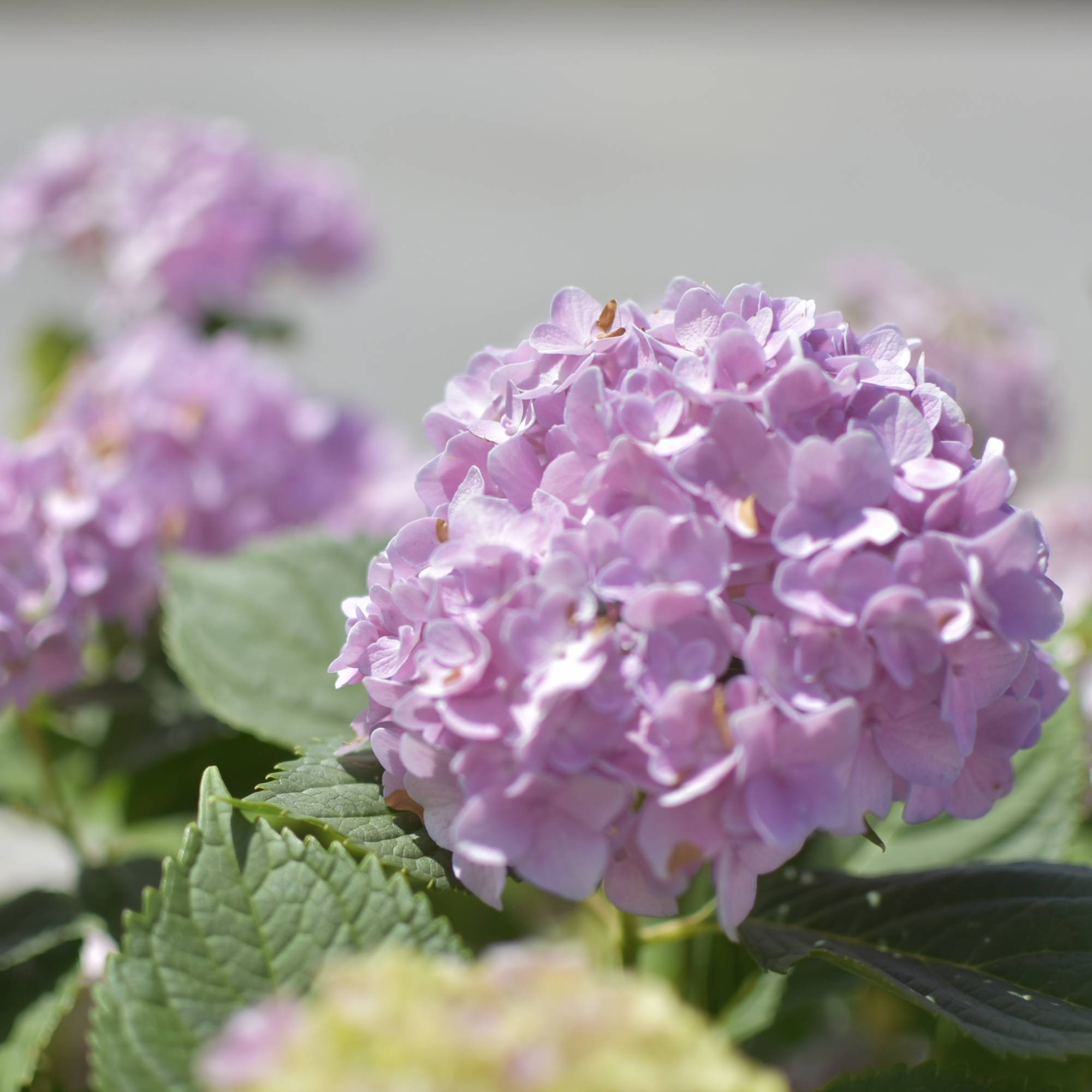 🌸 Hortensia macrophylla – Tufă Spectaculoasă 1 m cu Flori Mari și Colorate