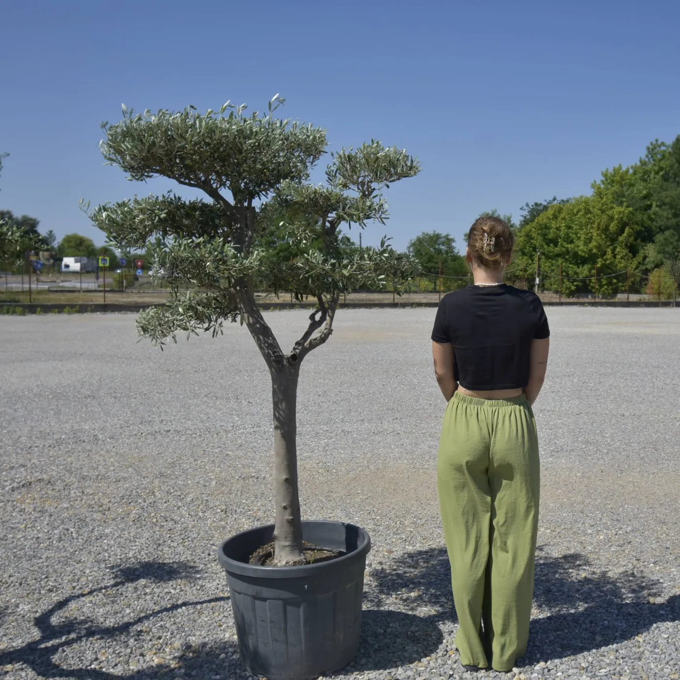 🌿 Bonsai din Măslin pompom v1 – Plantă Mediteraneană pentru Gradini de vis
