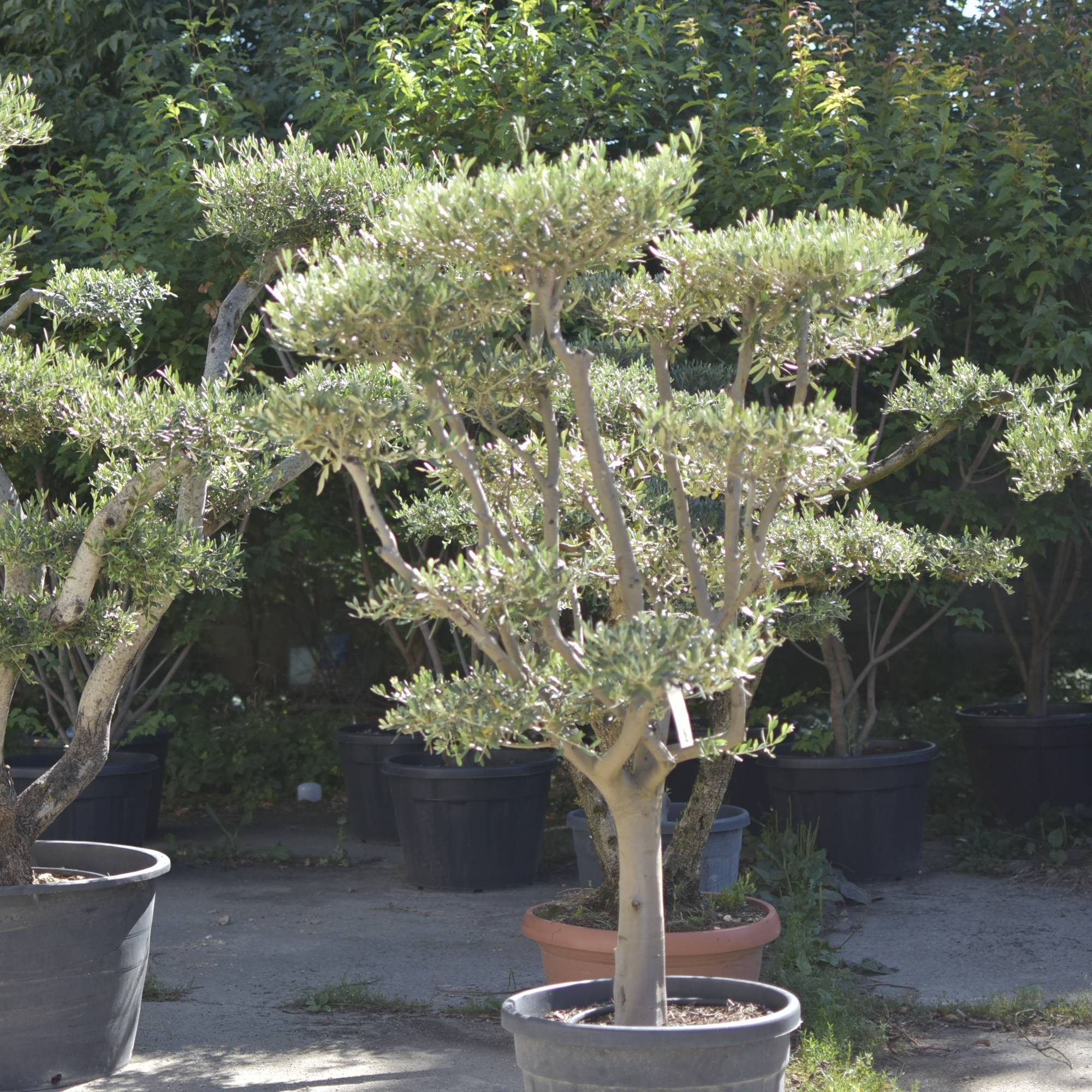 🌿 Bonsai din Măslin pompom v3 – Plantă Mediteraneană pentru Gradini de vis