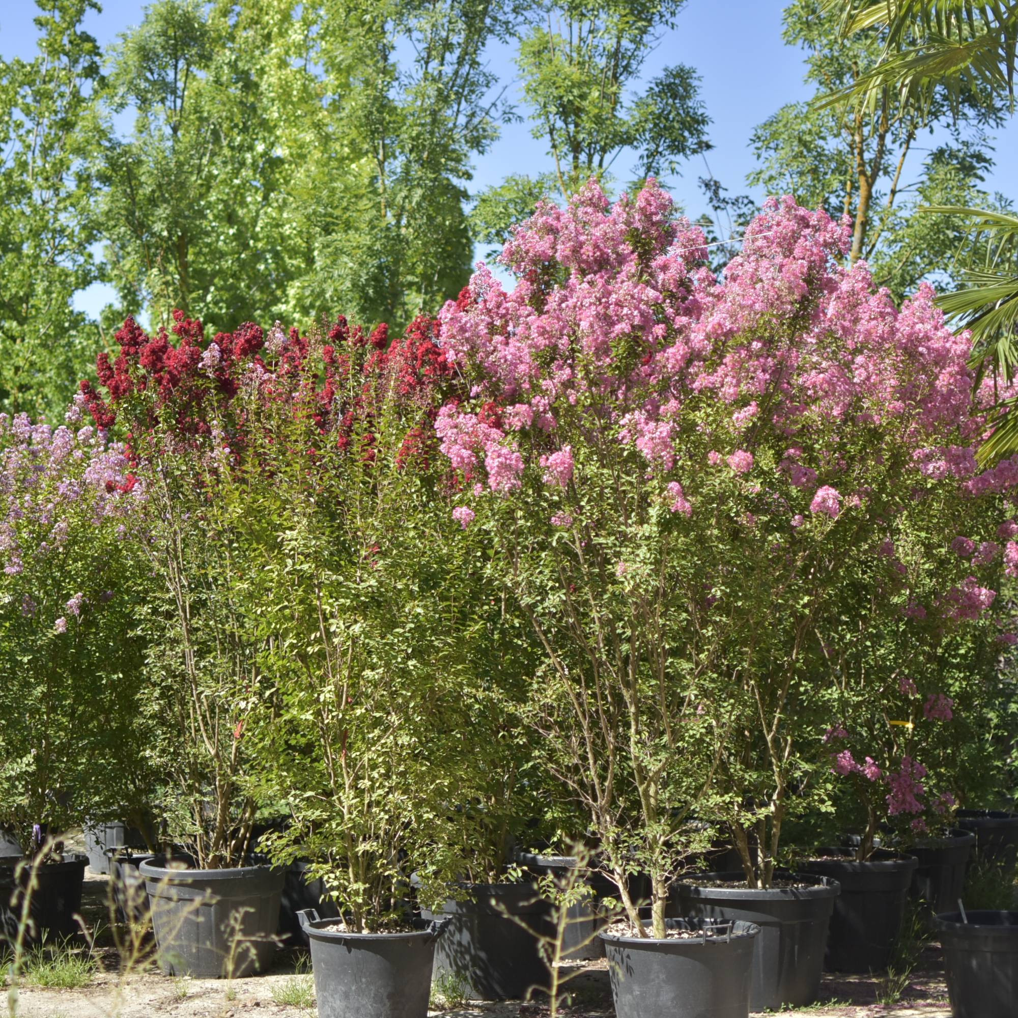 🌸 Lagerstroemia indica Roz 2.2m – Liliac Indian cu Flori Delicate pentru Grădini Elegante | www.plantmaster.ro