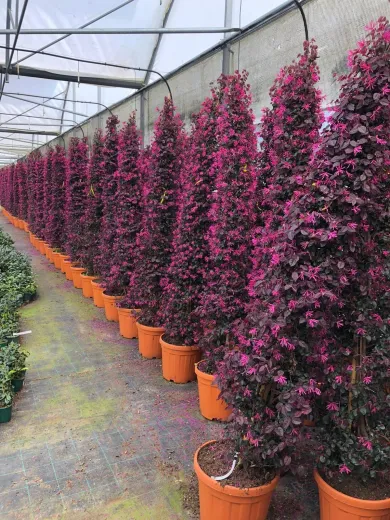 Loropetalum chinense Con 110-120 cm – Arbust ornamental conic de lux, cu frunze roșii și flori roz