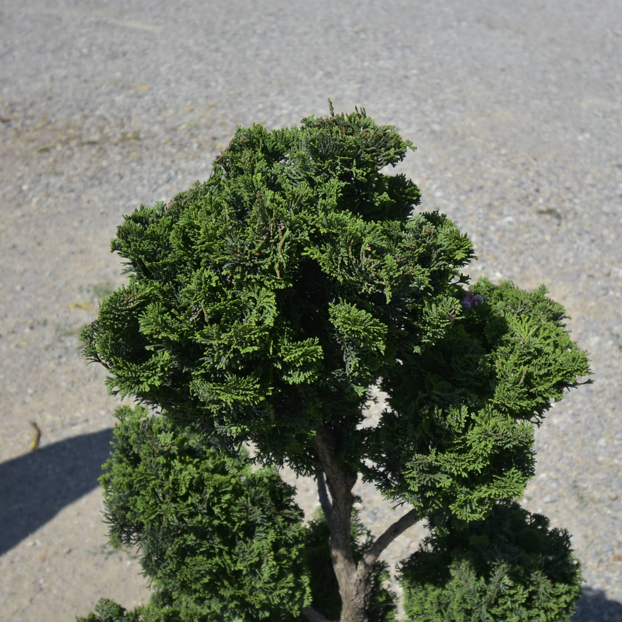 Chamaecyparis obtusa ‘Nana Gracilis’ Bonsai sau PomPom– Conifer japonez miniatural, elegant