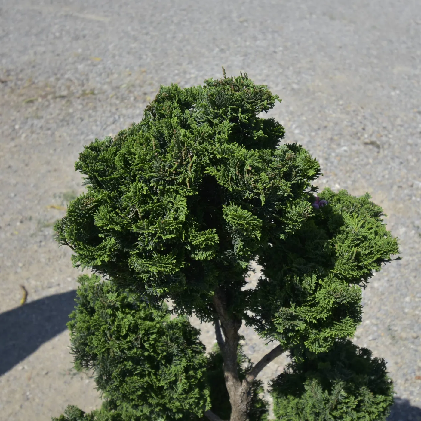 Chamaecyparis obtusa ‘Nana Gracilis’ Bonsai sau PomPom– Conifer japonez miniatural, elegant