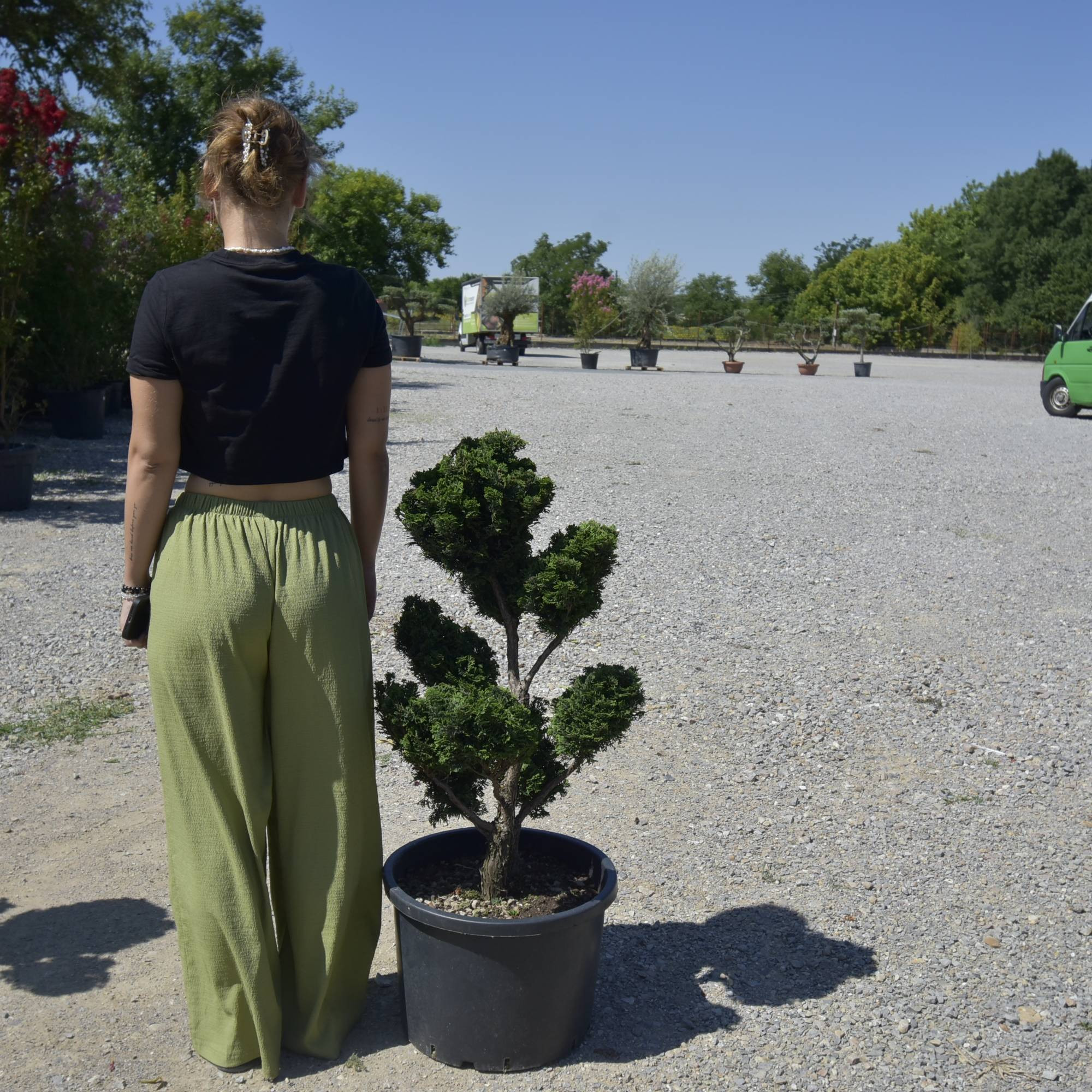 Chamaecyparis obtusa ‘Nana Gracilis’ Bonsai sau PomPom– Conifer japonez miniatural, elegant