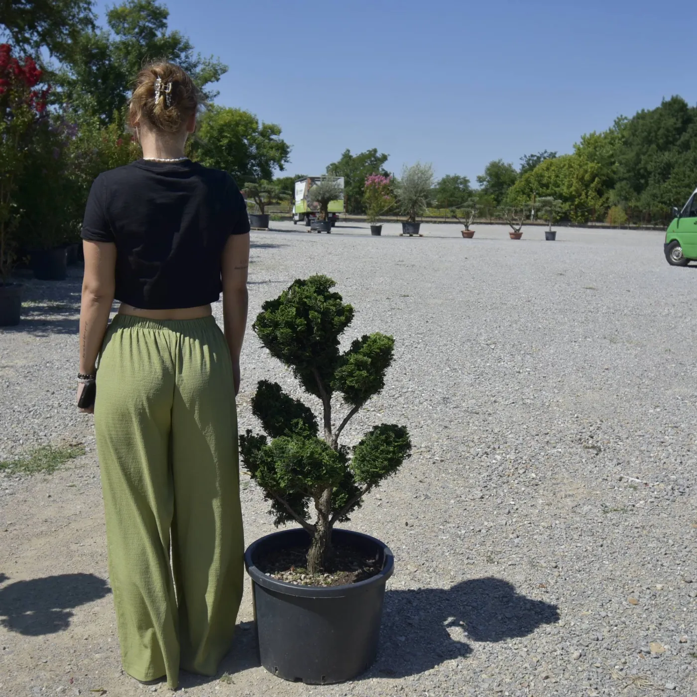 Chamaecyparis obtusa ‘Nana Gracilis’ Bonsai sau PomPom– Conifer japonez miniatural, elegant