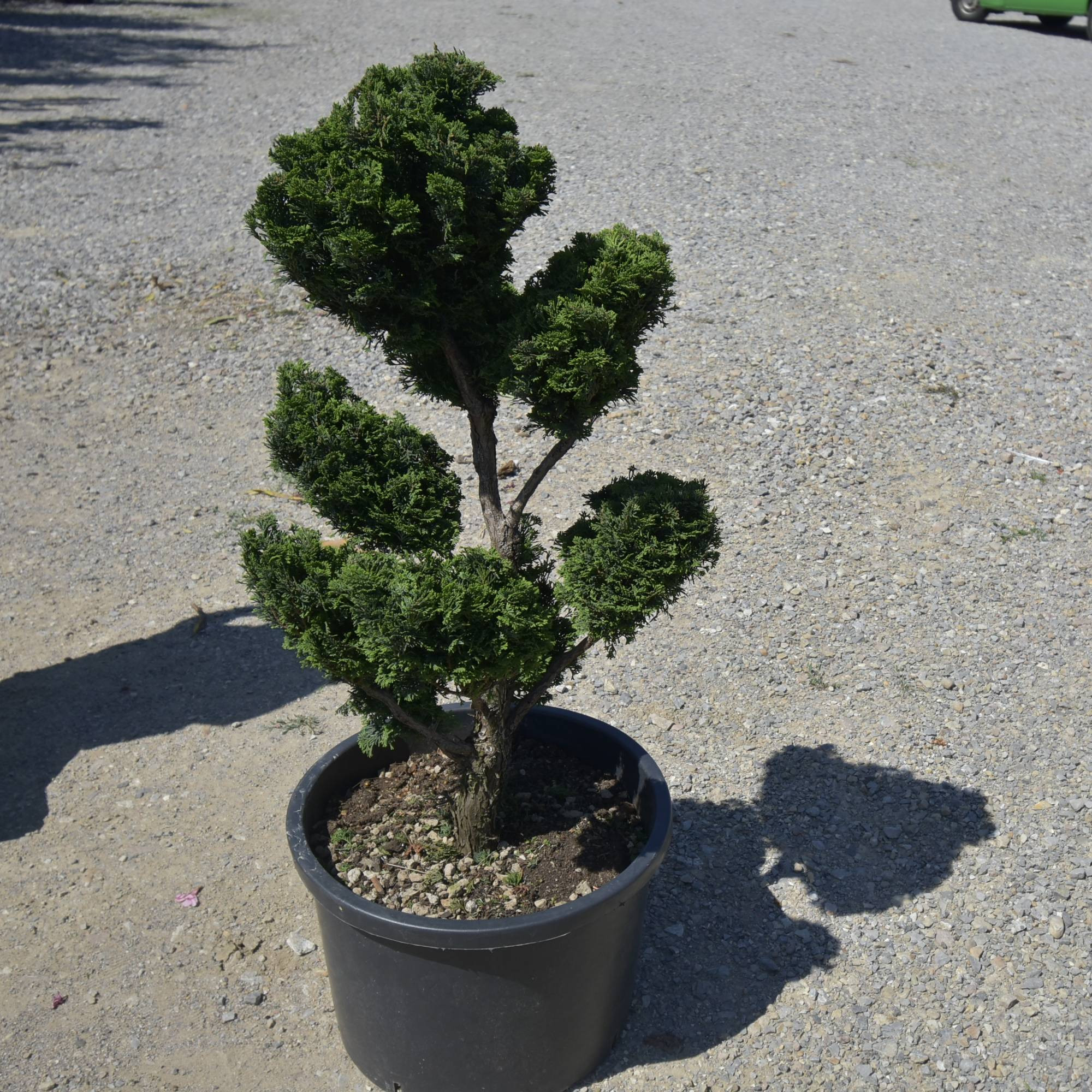 Chamaecyparis obtusa ‘Nana Gracilis’ Bonsai sau PomPom– Conifer japonez miniatural, elegant