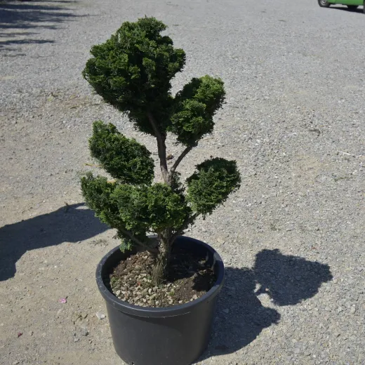 Chamaecyparis obtusa ‘Nana Gracilis’ Bonsai sau PomPom– Conifer japonez miniatural, elegant