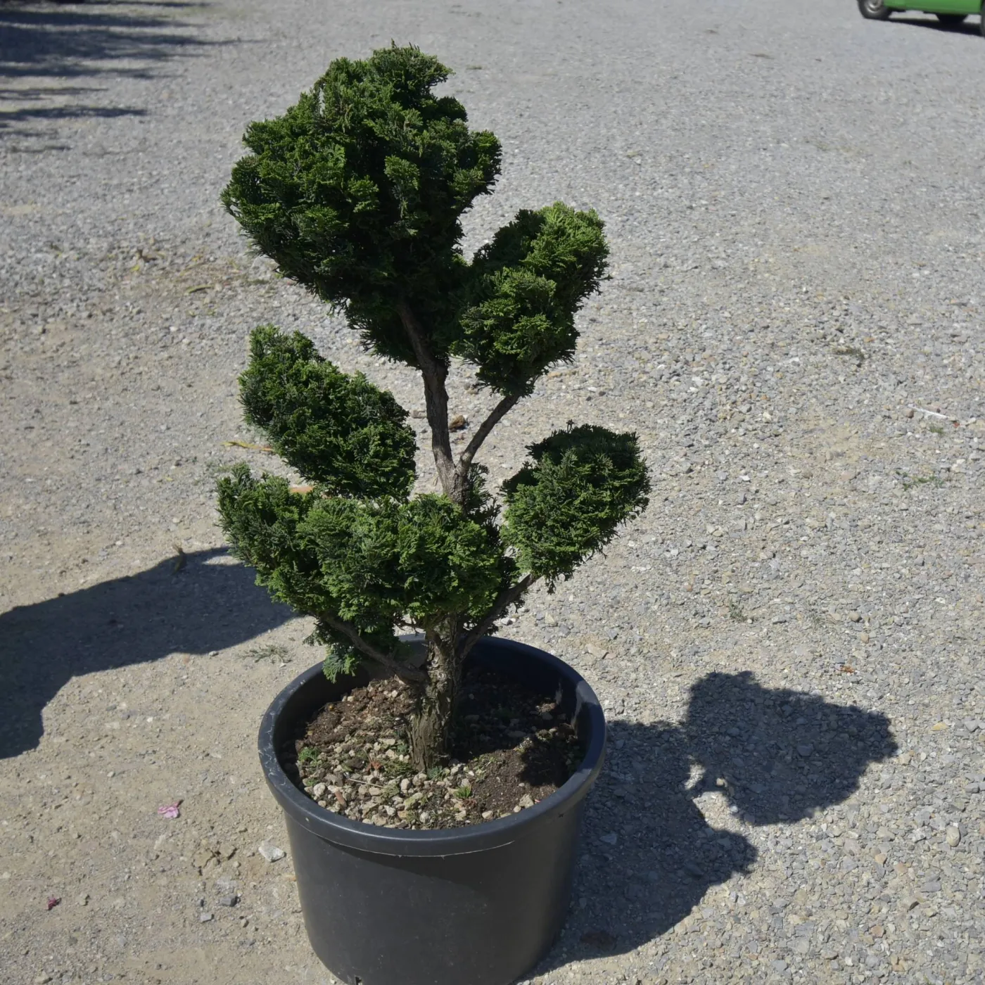 Chamaecyparis obtusa ‘Nana Gracilis’ Bonsai sau PomPom– Conifer japonez miniatural, elegant