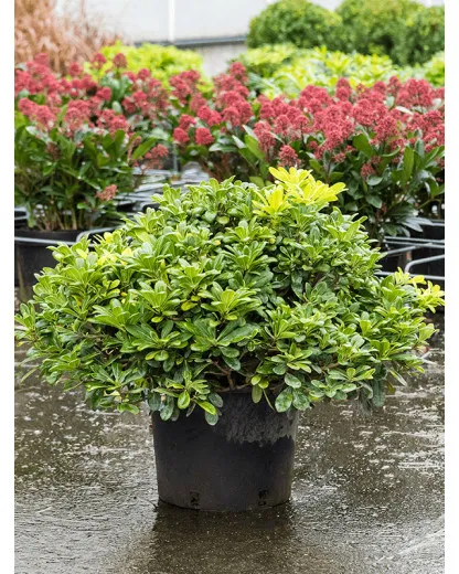 Pittosporum tobira ‘Nana’ GLOB 50-60cm – Arbust ornamental compact, veșnic verde