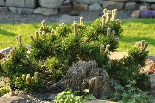 Pinus mugo pumillo 2l – Brad pitic de munte, arbust ornamental rezistent