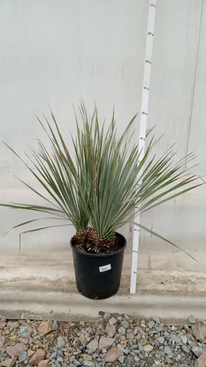 Yucca Rostrata 60 cm 2 tulpini