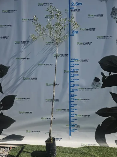 Măslin European (Olea europaea) 160 cm– Arbore Mediteranean Decorativ și Fructifer | PlantMaster.ro