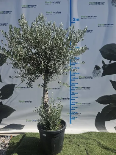 Olea Europea Maslin copac mare