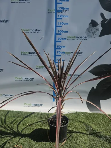 Cordyline Pink Passion – Plantă exotică ornamentală cu frunze roz-violet