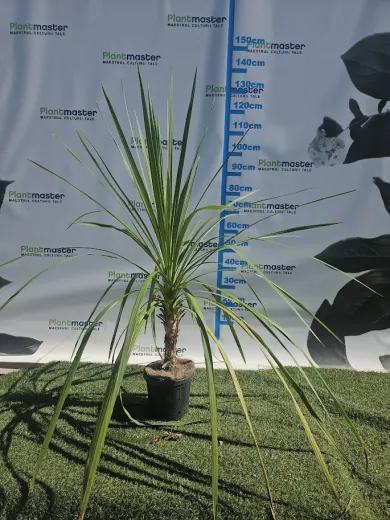 Cordyline australis – Palmierul de grădină cu aspect exotic