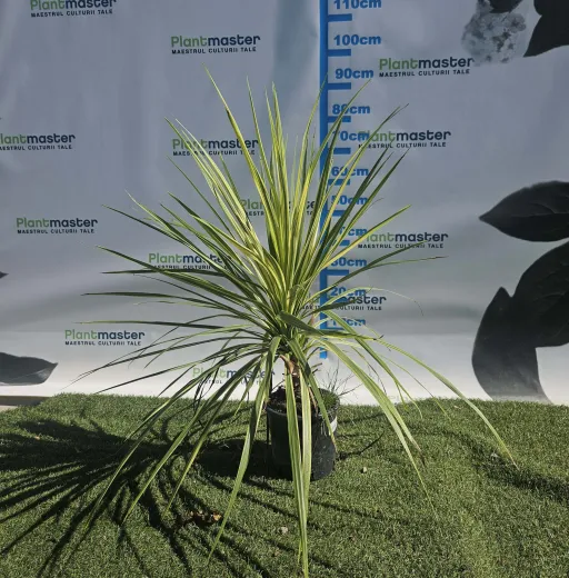 Cordyline australis ‘Variegated’ – Eleganță tropicală cu frunze pestrițe