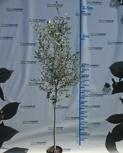 Olea Europea Maslin tip copac 1/2