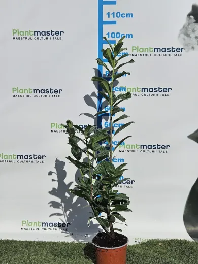 Prunus laurocerasus Novita 80-100cm  - Laur englezesc