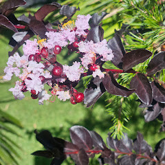 Lagerstroemia cu FRUNZE ROSII  80-100cm – Liliac Indian cu Flori Spectaculoase ALBE  și Rezistență la Căldură 🌸🌿