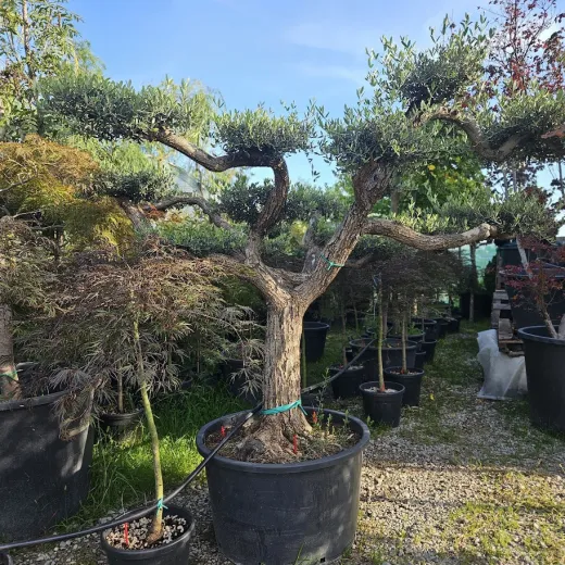 🌿 Bonsai din Măslin Secular V4 – Plantă Mediteraneană pentru Gradini de vis