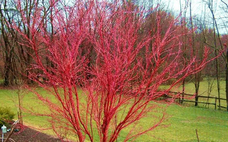 Acer palmatum Sango Kaku 1.7m-1.8 – Arțar Japonez Coral cu Frunziș Care Din Verde Lamai Devine Auriu și Ramuri Roșii Vibrante 🍁🌿