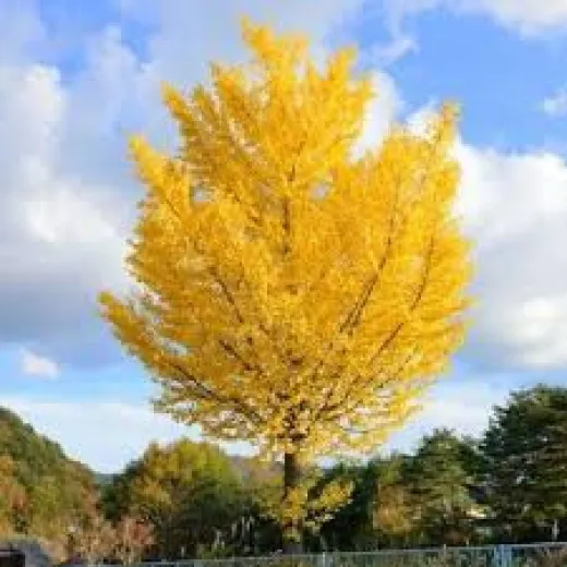 Ginkgo biloba – Arborele Pagodelor globular 2,7–3 m | copac ornamental rar