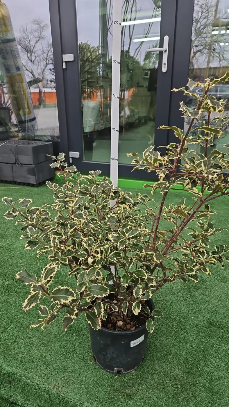 Ilex aquifolium ‘Argenteomarginata’ – Laur japonez variegat nr1, arbust veșnic verde decorativ