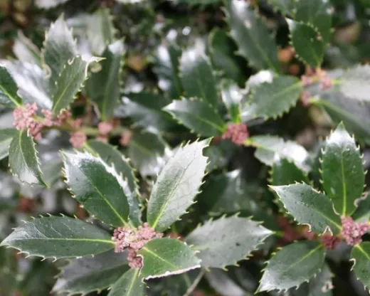 Ilex Heckenpracht  -Laur Japonez