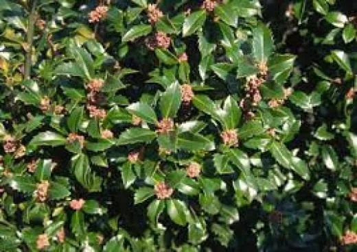 Ilex Heckenstar -Laur Japonez