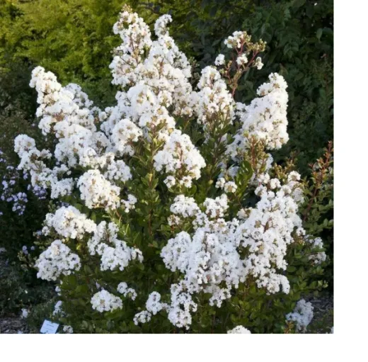 Lagerstroemia indica 130cm ALB– Liliac Indian pentru Grădini și Peisagistică de Lux
