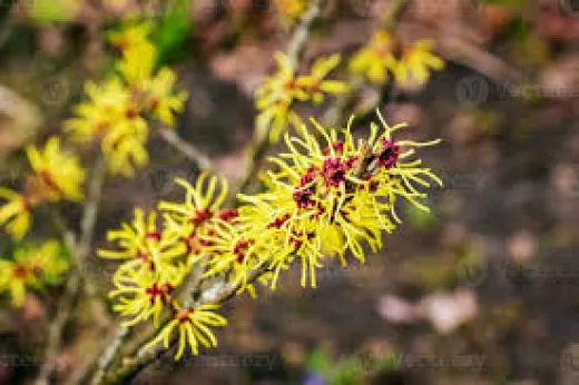 Hamamelis virginiana 1,5m -alunul vrăjitoarelor