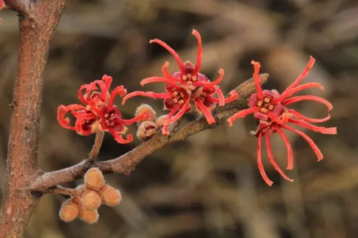 Hamamelis virginiana 1,5m PORTOCALIU-alunul vrăjitoarelor