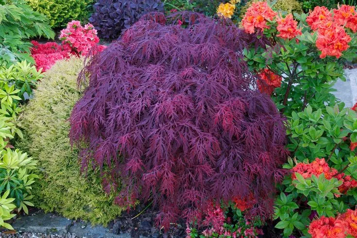 Acer palmatum Dissectum Garnet 80-90cm – Arțar Japonez Pletos cu Frunziș Roșu-Purpuriu Spectaculos 🍁✨